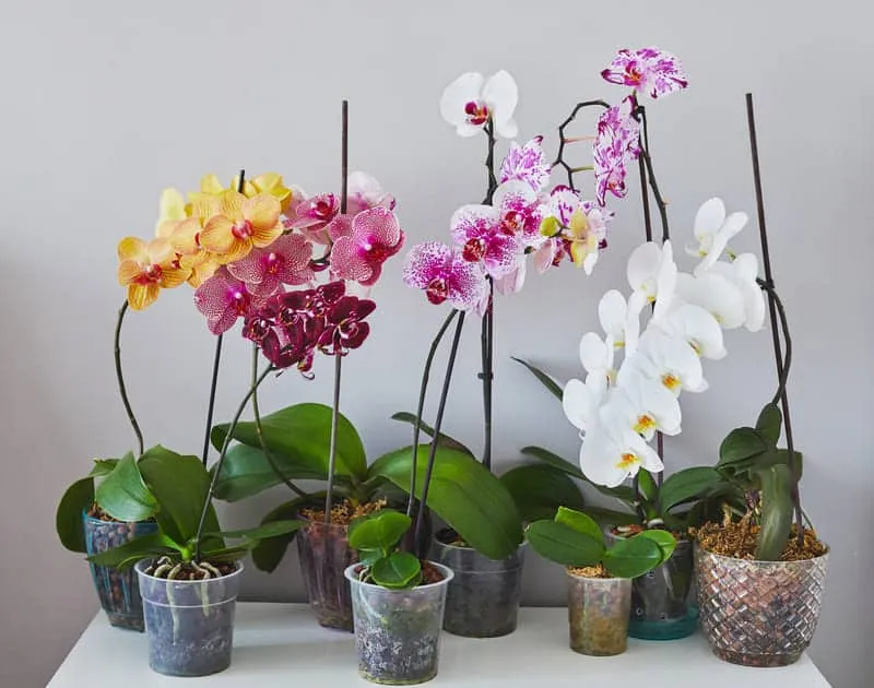 6 tips to keep orchids in bloom and make them last for years | Garden