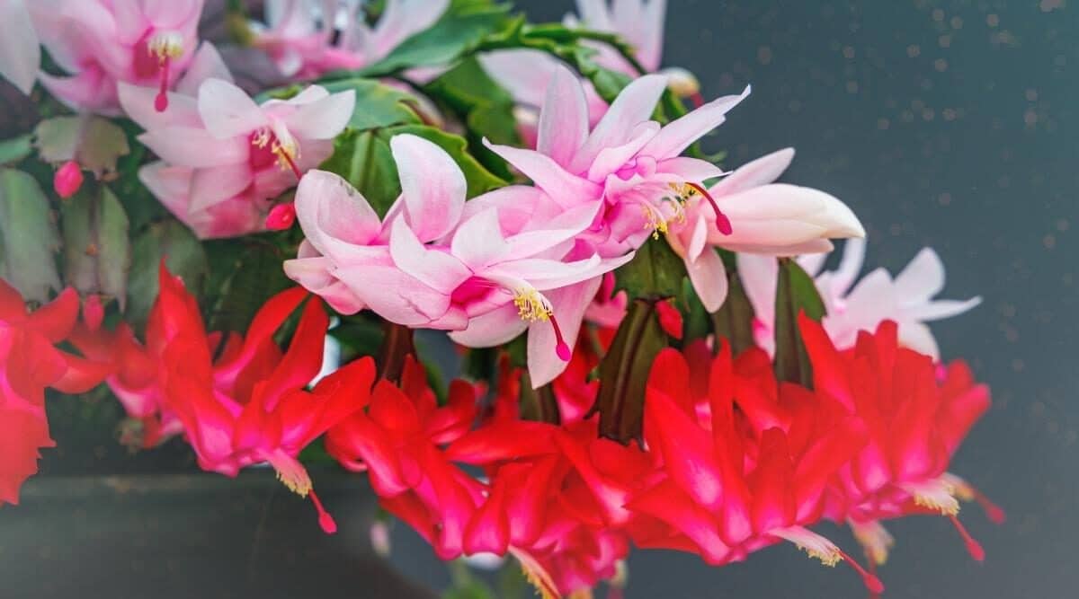 How To Make Christmas Cactus Bloom Several Times A Year Garden   Cikk 