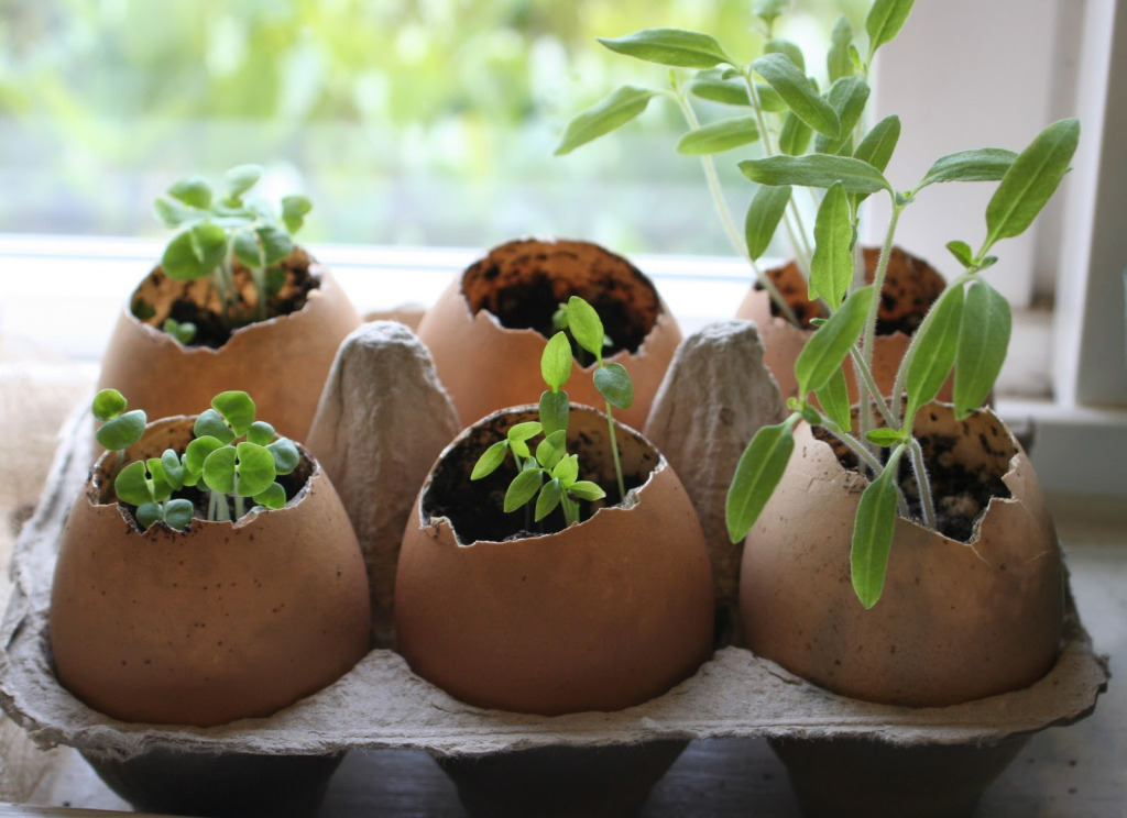 15 Fantastic Ways to Use Eggshells in the Garden