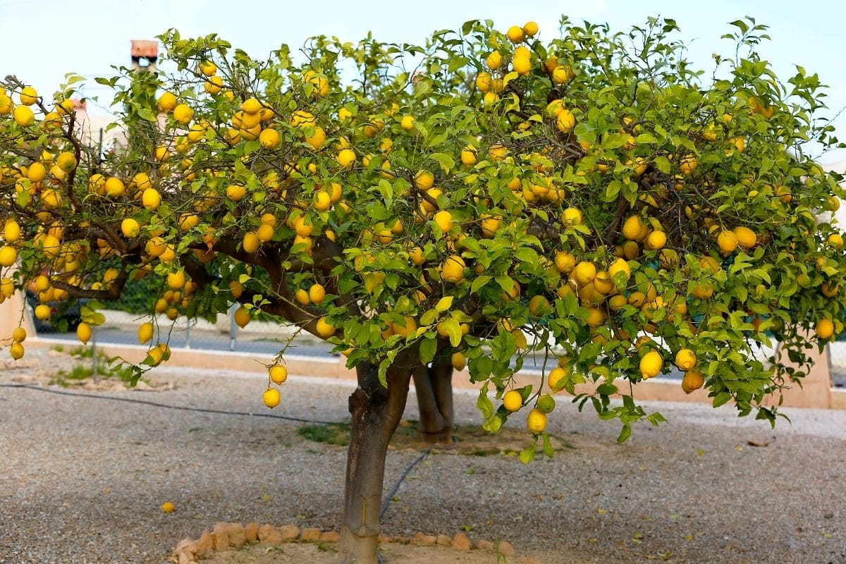 how-to-grow-a-giant-lemon-tree-no-matter-where-you-live-garden